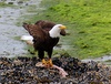 alaska wildlife